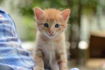 Portrait of ginger cat