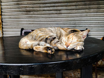 View of a cat sleeping