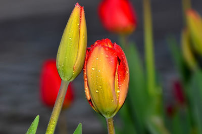 Close-up of wet red tulip bud