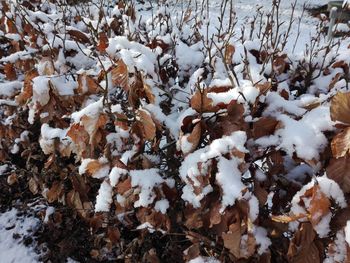 Close-up of snow covered plants
