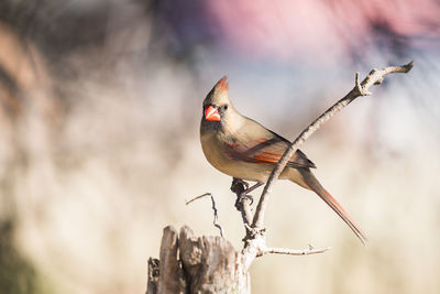 Close-up of bird perching on branch