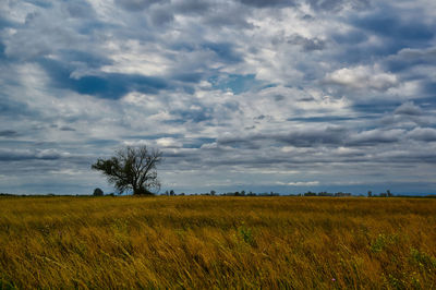 Scenic view of agricultural field against sky