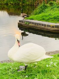 Swan in a lake