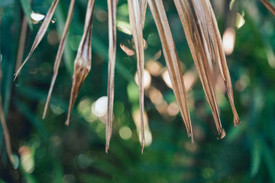 Close-up of raindrops on tree