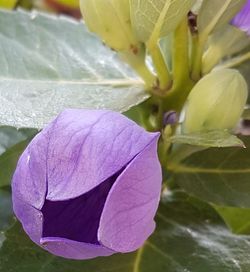 Close-up of purple flower blooming outdoors