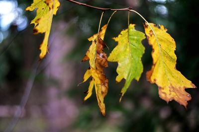 Close-up of yellow maple leaves on branch