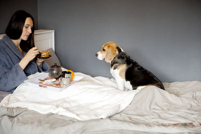 Dog beagle watching a woman eat breakfast cake in the bedroom of the house