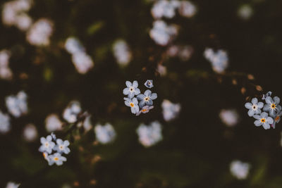 Close-up of white flowering plant