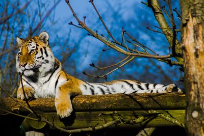 Low angle view of animal on tree