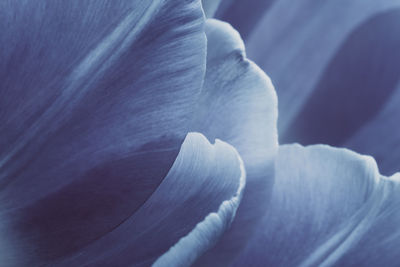 Close up abstract flower petals 