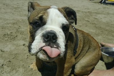 Close-up portrait of dog on sand at beach