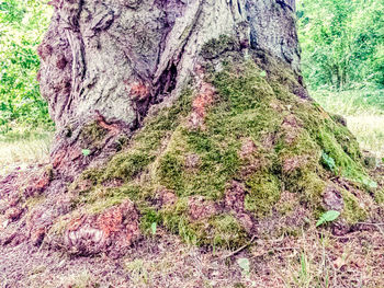 Close-up of tree trunk