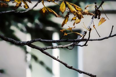 Low angle view of branch against sky
