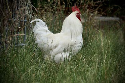 Close-up of rooster on field