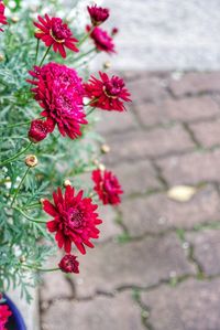 Close-up of pink flowers