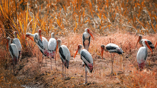 Birds on field