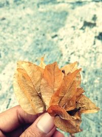 Close-up of hand holding maple leaf