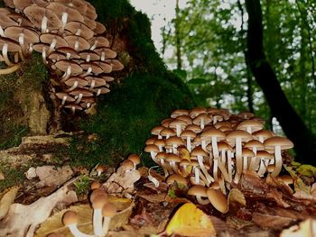 Close-up of mushrooms growing on tree trunk in forest