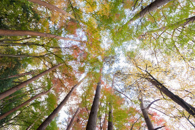 Low angle view of trees in forest