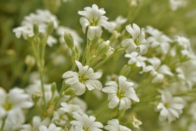 Close-up of white flowering plants on field