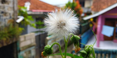 Close-up of white dandelion flower