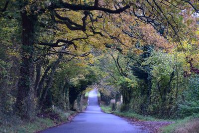 Road amidst trees