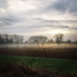 Scenic view of field against sky during foggy weather