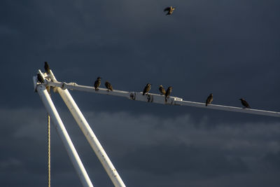 Low angle view of birds perching on metal against sky