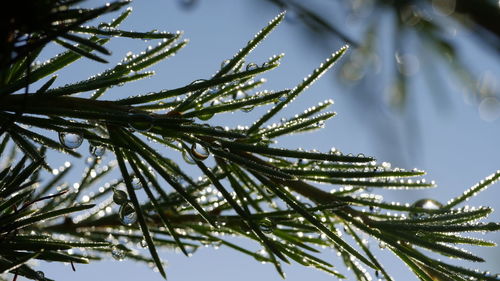 Low angle view of fresh plant against sky