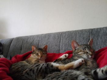 Cat resting on sofa