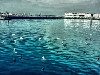 Seagull flying over water