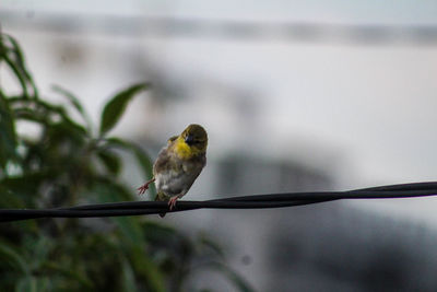 Close-up of bird perching outdoors