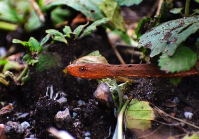 Close-up of a snake on land