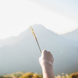 Hand of person holding crop against mountain on sunny day