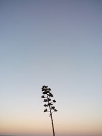 Plant against clear sky