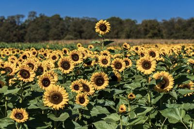 Close-up of sunflower on field against sky
