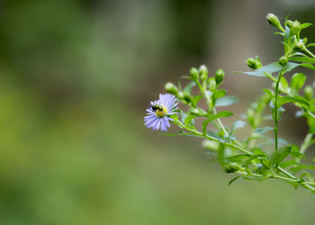 Close-up of purple flower