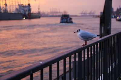 Seagull perching on railing