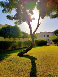 Tree by house against sky