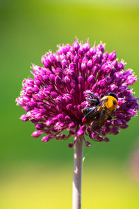 Close-up of bee pollinating on purple flower