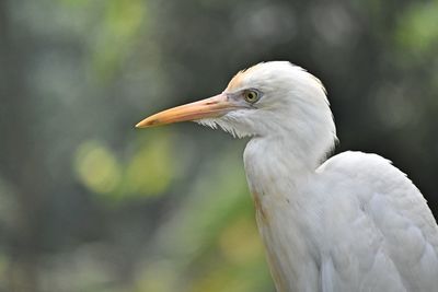 Close-up of a bird