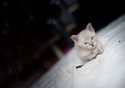 Portrait of kitten on bed