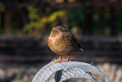 Close-up of bird perching on a grid