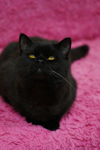 Close-up of black cat