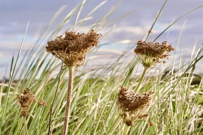 prairie