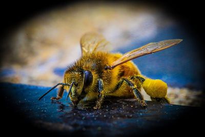 Close-up of insect on yellow leaf