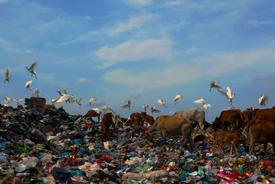Landfill site