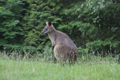 Side view of rabbit on field