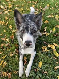 High angle portrait of a dog on field