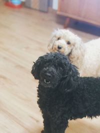 Close-up of a dog at home